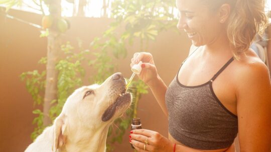 CBD pour animaux