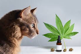 CBD pour animaux de compagnie : bienfaits, dosage et précautions
